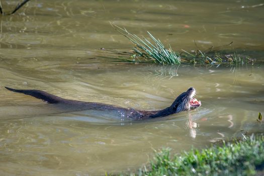 Eurasian Otter (Lutra lutra) in natural habitat