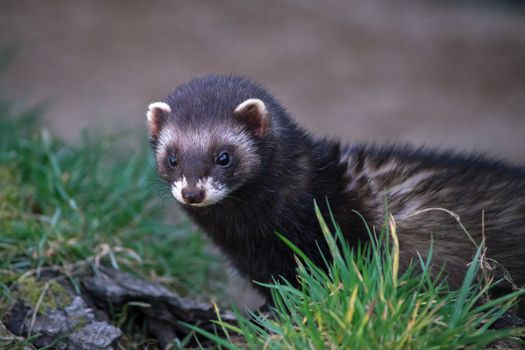 European Polecat (mustela putorius)