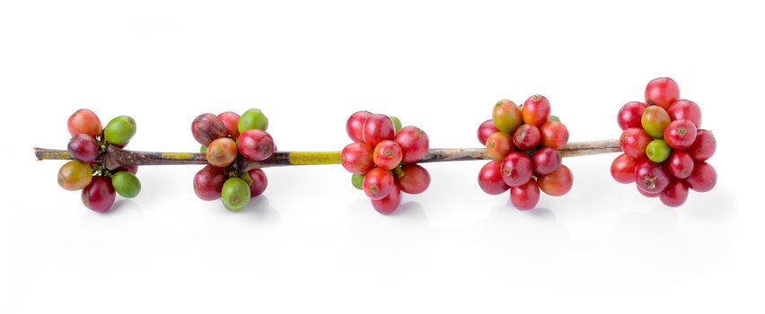 ripe coffee beans on white background