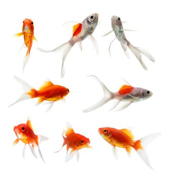 set of gold fish Isolation on the white background