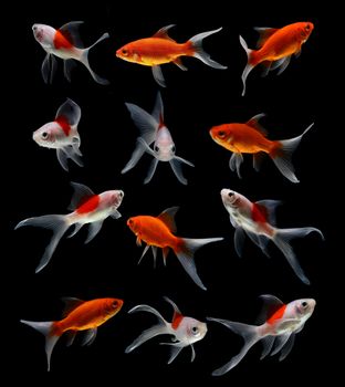 set of gold fish isolated on black background