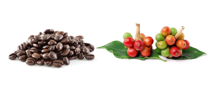  coffee beans isolated on white background