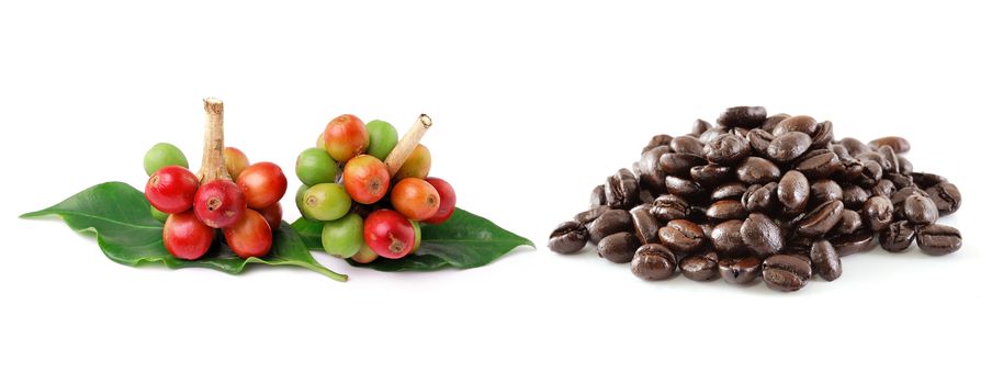  coffee beans isolated on white background