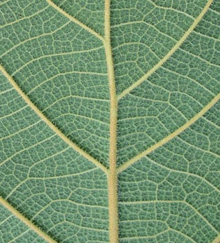 leaf texture