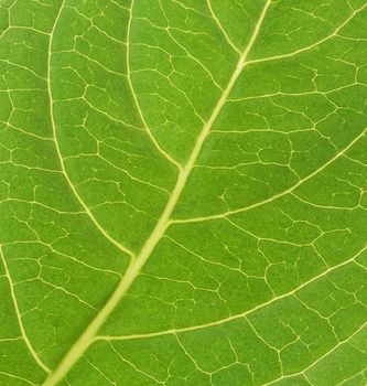 leaf texture