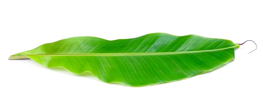 banana leaves on white background