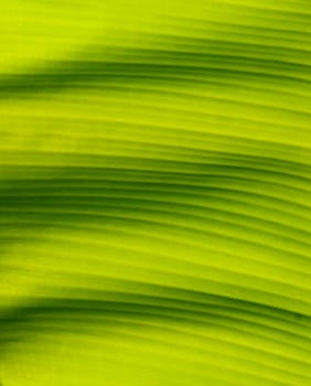 closeup of banana leaf texture