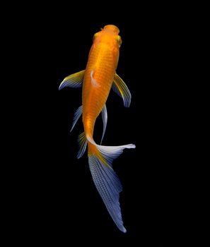 gold fish isolated on black 