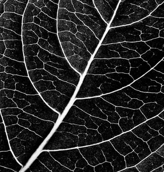 black and white leaf texture