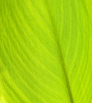 leaf texture