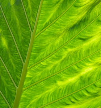 leaf texture