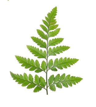 Green fern leaf isolated on white