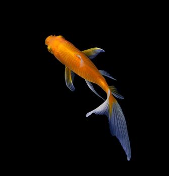 gold fish isolated on black 