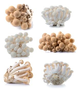 brown beech mushroom and white mushroom isolated on white background