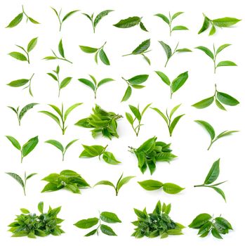 Green tea leaf isolated on white background