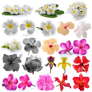 Orchid  Frangipani ,Asian pigeonwings, Flowers Isolated on White Background. 