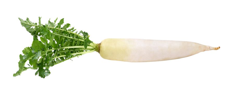 fresh white radish on a  white background