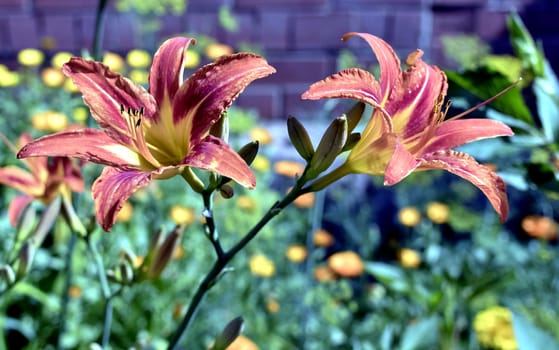 orange tiger Lily flower on blurred nature background,soft focus