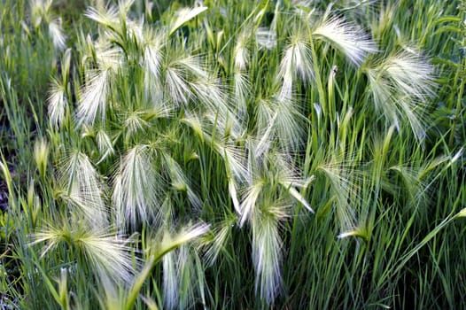 steppe feather grass illuminated by contour sun