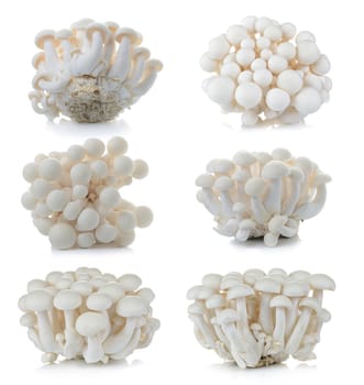 White beech mushrooms, Shimeji mushroom, Edible mushroom isolated on white background