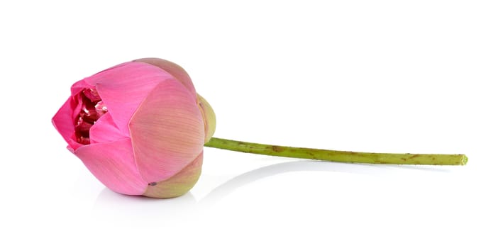 pink lotus on white background