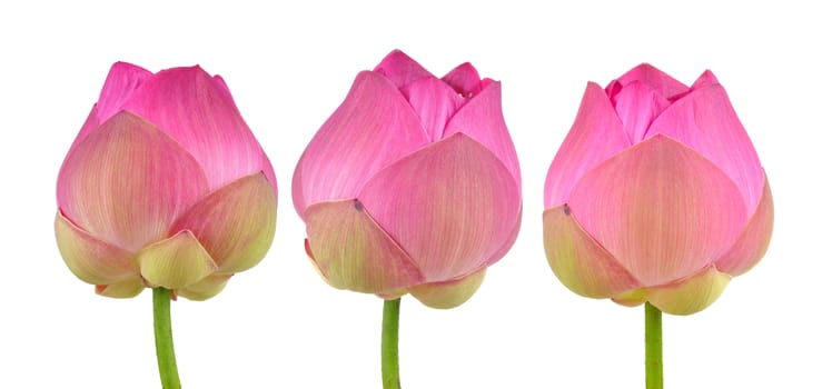 pink lotus on white background