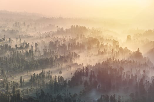 Coniferous Forest with sun beam at Bromo Tengger Semeru National Park, East Java, Indonesia.