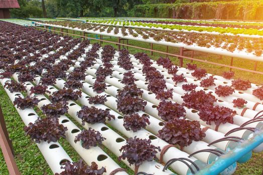 Organic hydroponic vegetable in the cultivation farm.