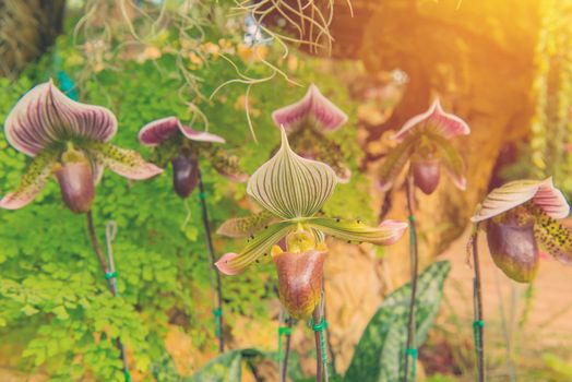 colorful of lady's slipper orchid in Beautiful garden. (Paphiopedilum Callosum)