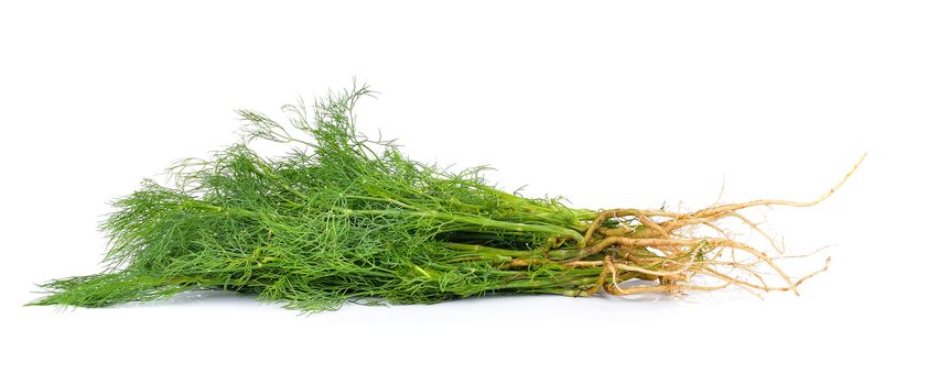 dill on white background