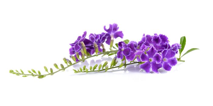 Purple flowers on white background