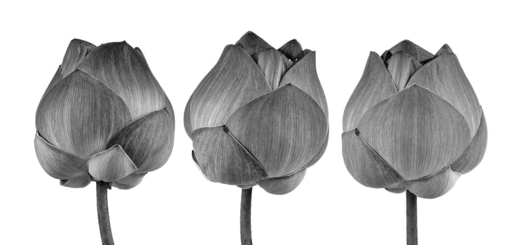 Lotus flower in black and white isolated on white background