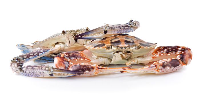 crab on white background