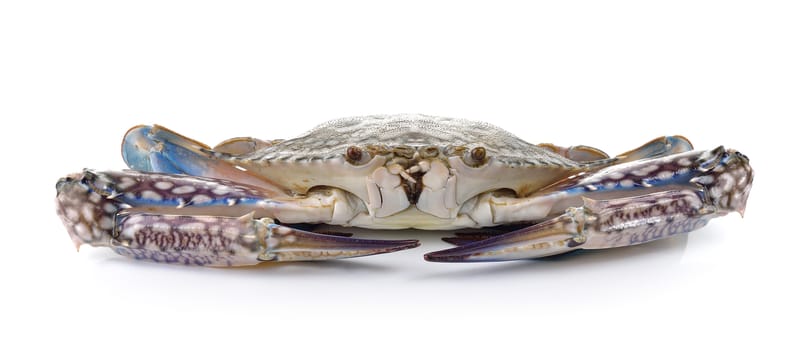 Blue Swimming Crabs on white background