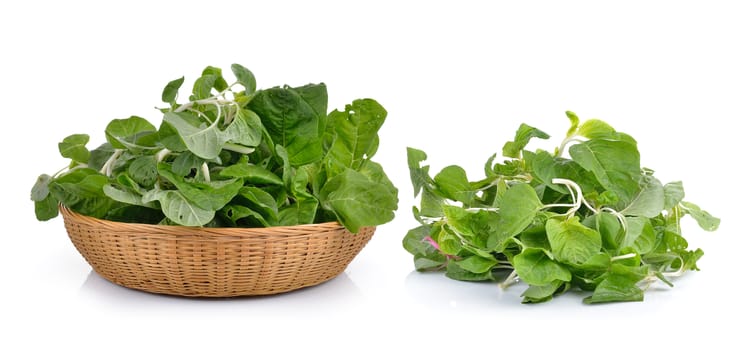 spinach on white background