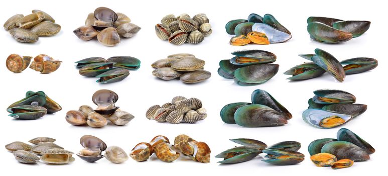 enamel venus shell, Clam shellfish, Surf clam, mussel,  spotted babylon on white background