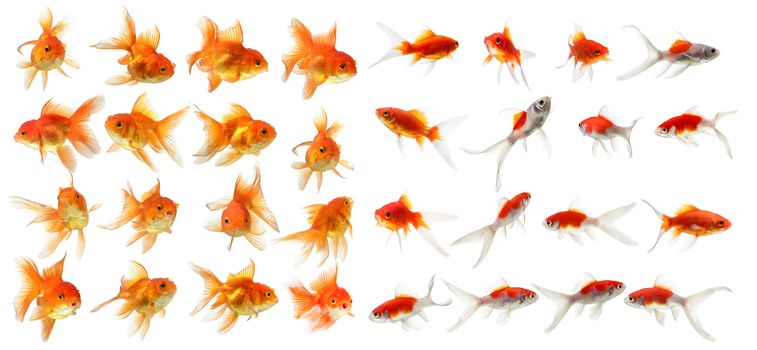 set of gold fish Isolation on the white background