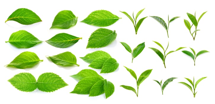 green tea leaf and green leaves on a white background
