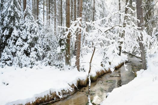 Winter landscape with snow in the Czech Switzerland