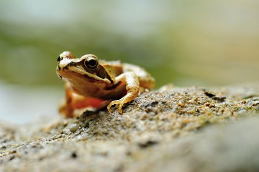 Beautiful little brown frog lying by the river