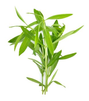 Tarragon herbs on white background