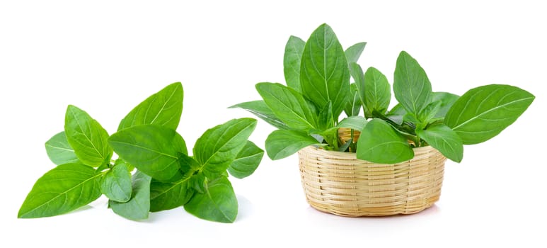 Sweet basil leaves i