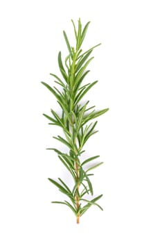 rosemary isolated on white background