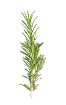 rosemary