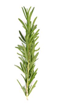 rosemary on white background