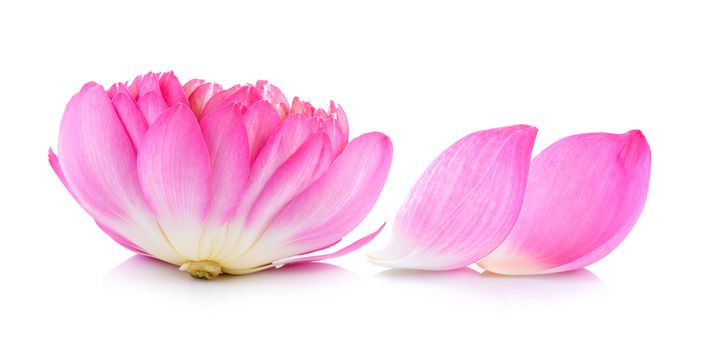  lotus petal on white background