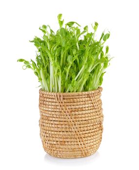 green pea sprouts in basket on white background