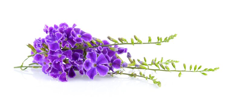 Purple flowers on white background