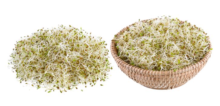 Sprouted alfalfa seeds on a white background