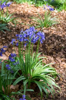 Bluebells in Full Bloom